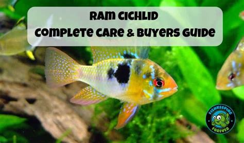 ram fish care|Ram Cichlid: Diet .